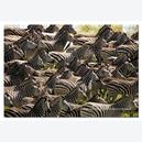 Afbeelding van 500 st - Kudde Zebra's - Onmogelijk Moeilijk (door Educa)