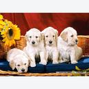 Afbeelding van 1000 st - Puppies met Zonnebloem (door Castorland)
