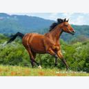 Afbeelding van 1000 st - Bruin paard in galop (door Castorland)