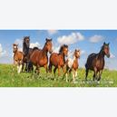 Afbeelding van 4000 st - Paardenfamilie (door Castorland)