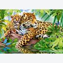 Afbeelding van 500 st - Jaguars bij het water (door Castorland)