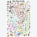 Afbeelding van 1000 st - De Levensboom (door Eurographics)